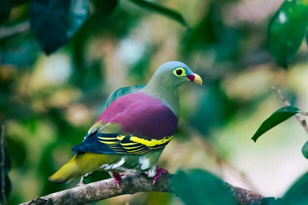 These Indian birds secretly change colours in sunlight