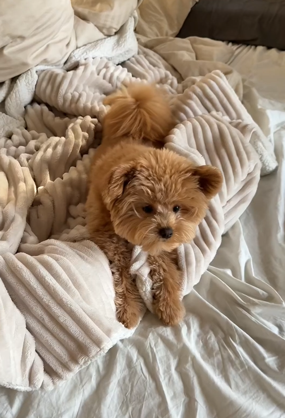 Pomapoo puppy moments that bring instant joy and happiness