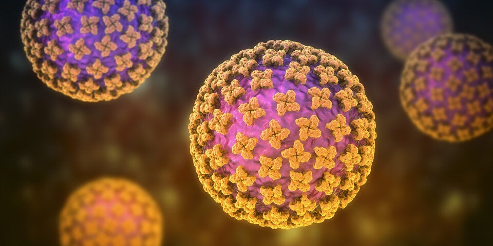 hantavirus-harvard-experten-warnen-vor-untersch-tzter-bertragung