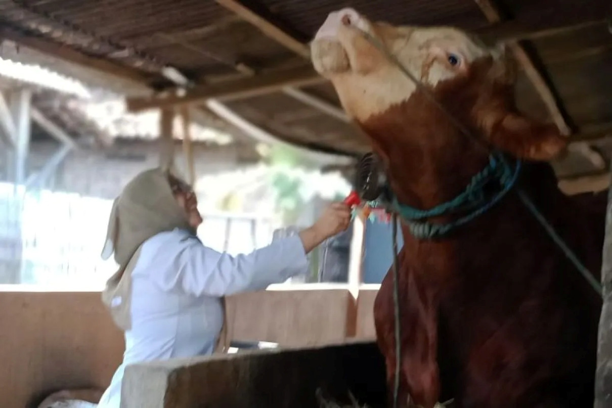 Sapi 1,2 ton milik peternak Lamongan dibeli Presiden Prabowo untuk kurban