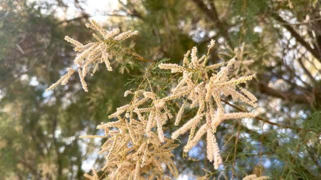 Invasive salt cedar is fueling Arizona's Hazen Fire and blocking crews ...
