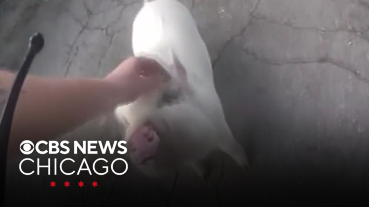Police in Ohio find missing pig, reunites it with owner