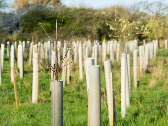 Millions of people warned about major health risks due to 'tree deserts'