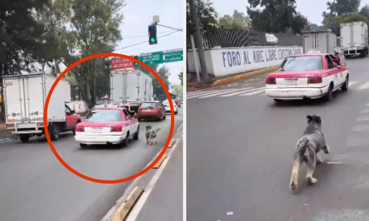 Captan a taxista abandonando a un perro en plena calle en Eduardo ...