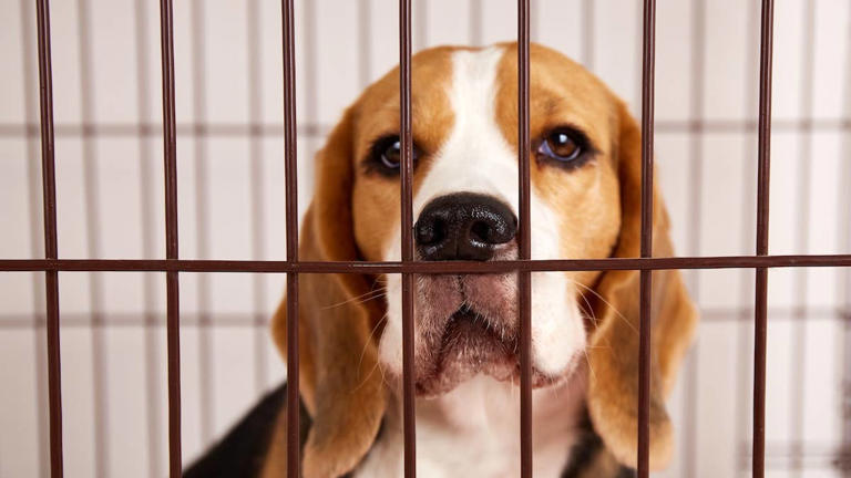 Foster beagle's unbelievable transformation shows the heartwarming ...