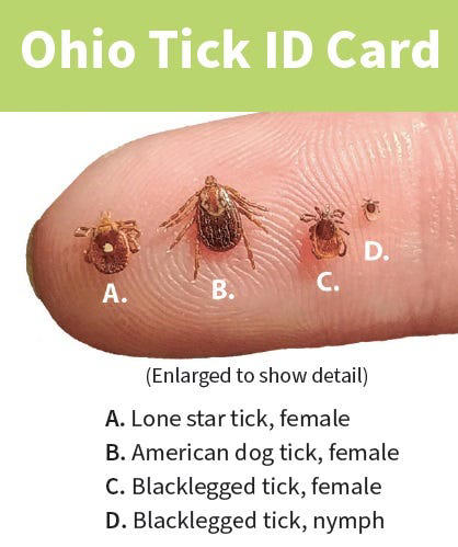 The 3 most common ticks in Ohio and where you'll find them