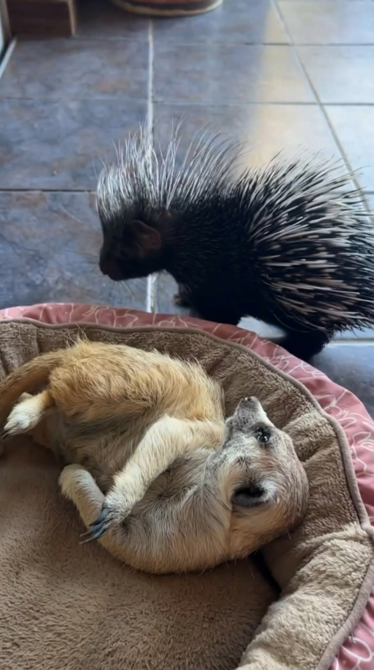 Rescued mongoose comfort moment