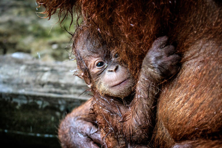 Report: Primate sales on US social media are surging nationwide