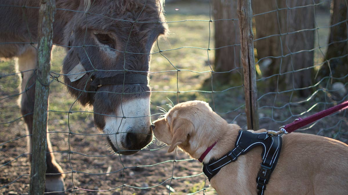 Horse and donkey sprint at full speed whenever they see their golden ...