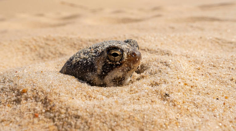 A tiny frog's dramatic squeak became one of the internet's most ...