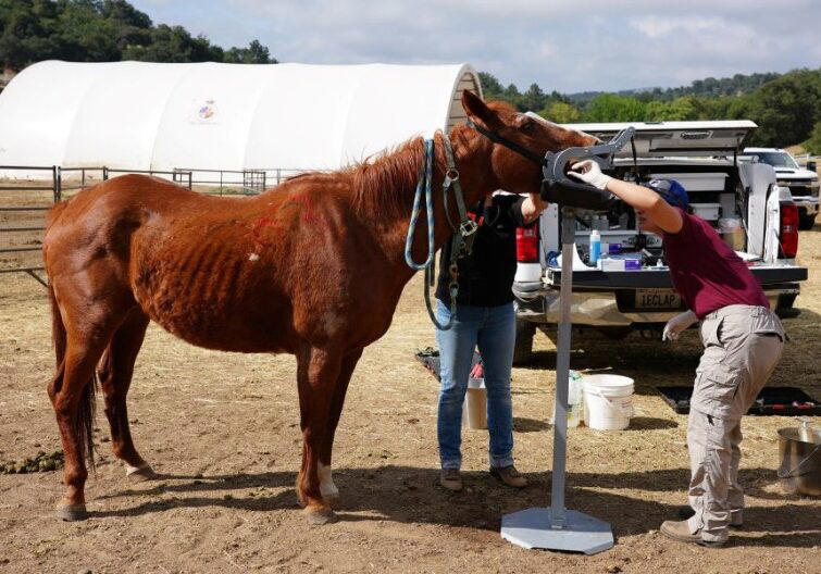 Massive Julian animal rescue effort delivers critical care to over 160 ...