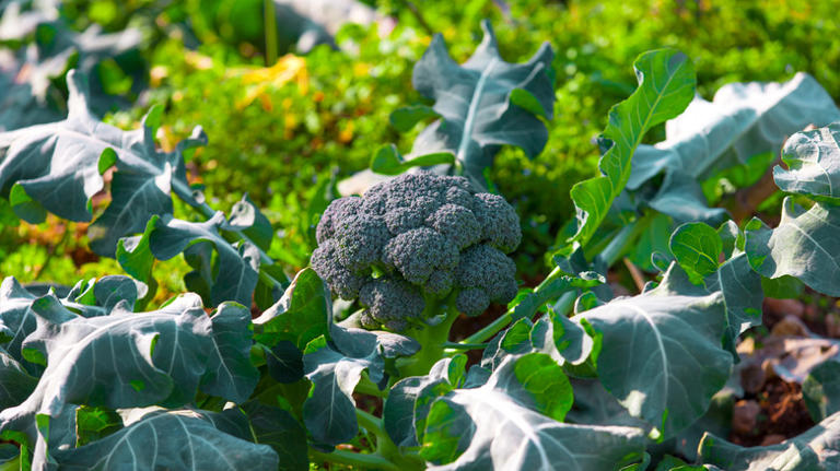 15 best vegetables you should be planting in June