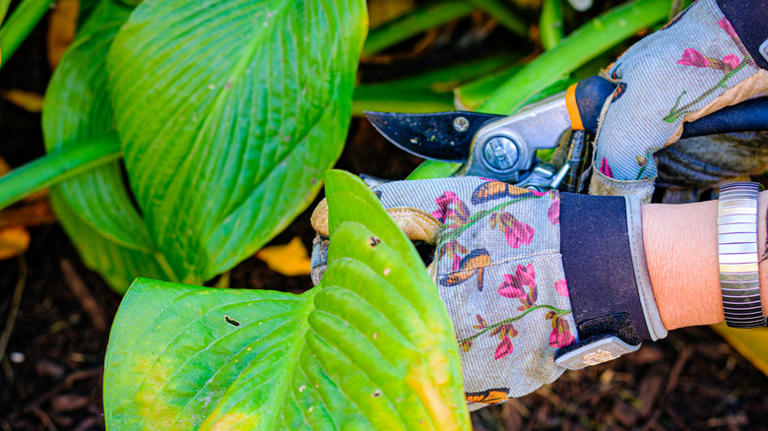 Why are my hosta plant leaves turning yellow?