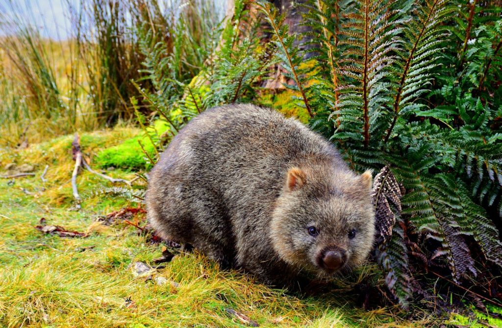 7 animal facts that sound fake (but are completely true)