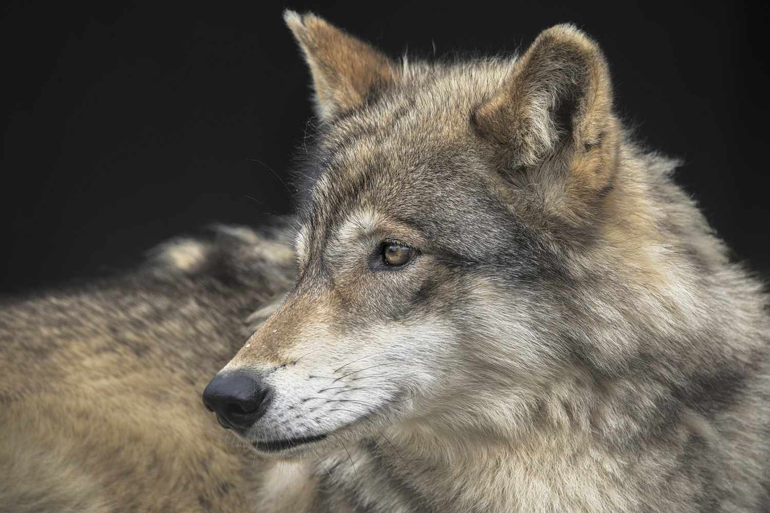 Gray wolf sighting marks animal's first appearance in Sequoia National ...