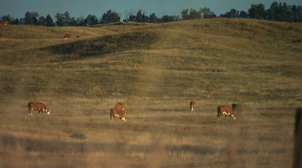 Livestock owners monitoring pastureland prices amid hike in cattle prices