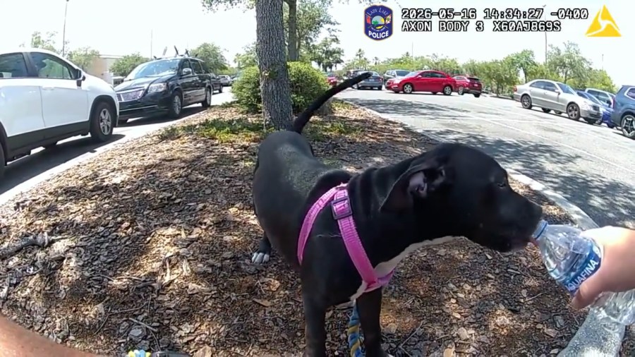 Watch: Florida woman arrested after officers rescue puppy left in hot ...