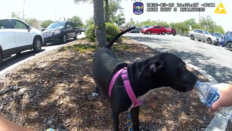 Watch: Florida woman arrested after officers rescue puppy left in hot ...