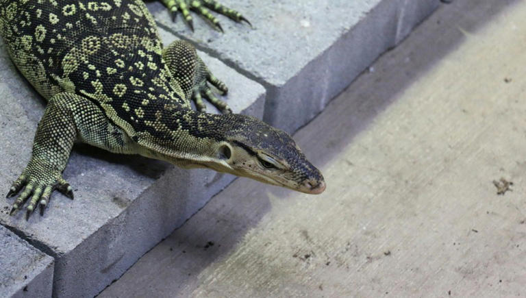 He heard a splash in his pool — then saw one of the world’s largest lizards