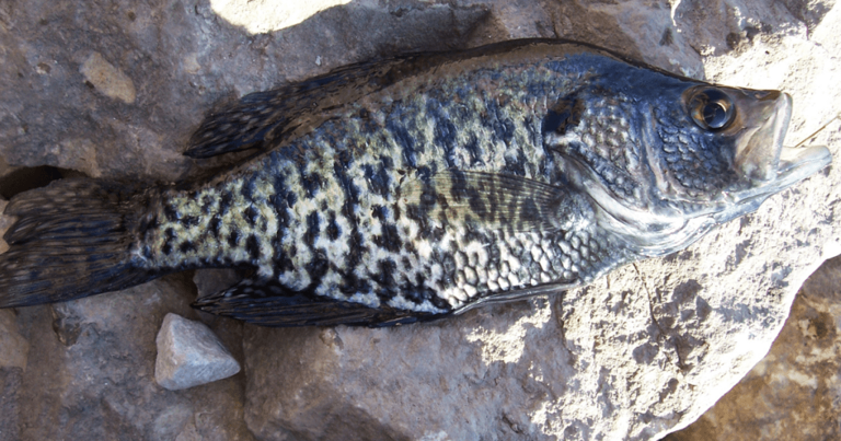 This quiet South Carolina river is a hidden fishing gem
