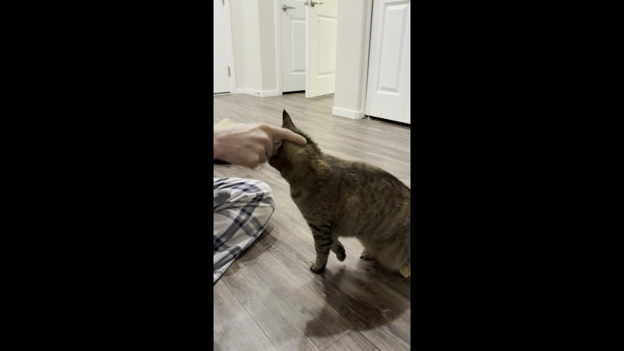 Viral cat reacts differently to “war hand” and “peace finger”