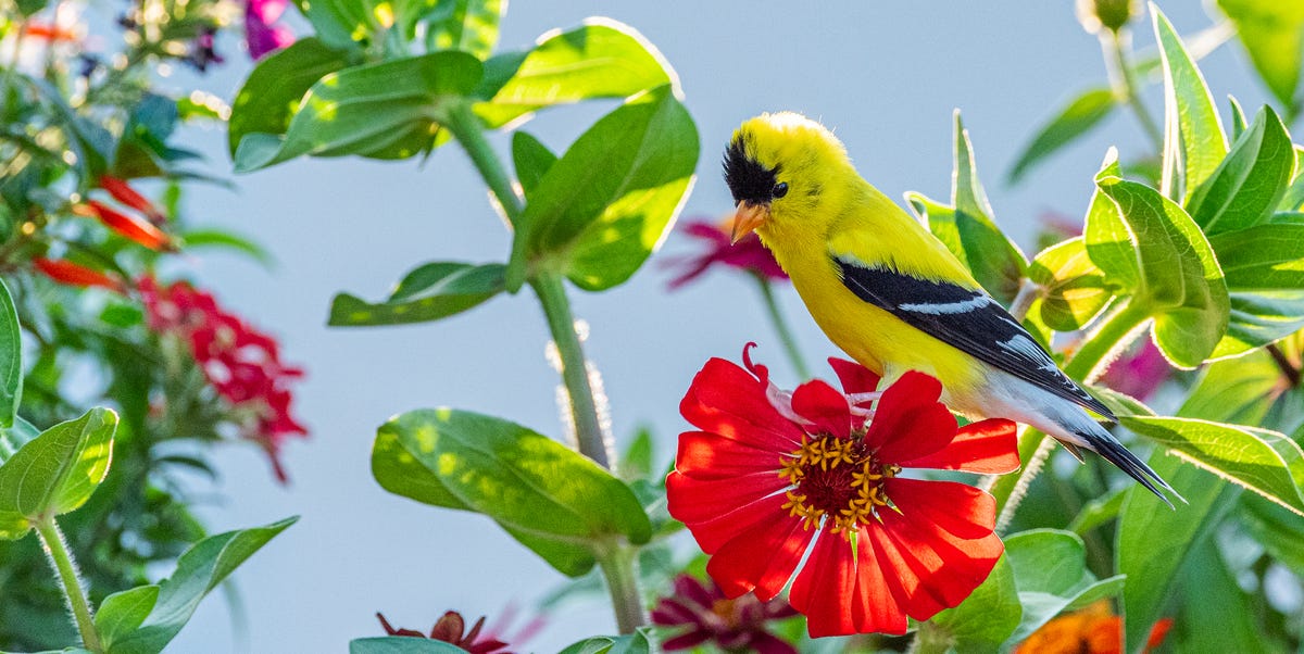 Birding Experts Say These Mistakes Keep Birds Away