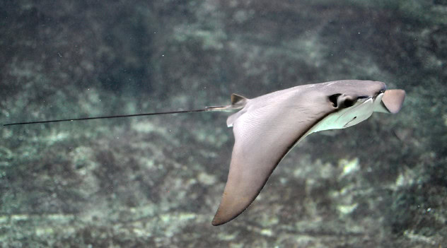 Florida wants to know: Where have all the cownose rays gone?