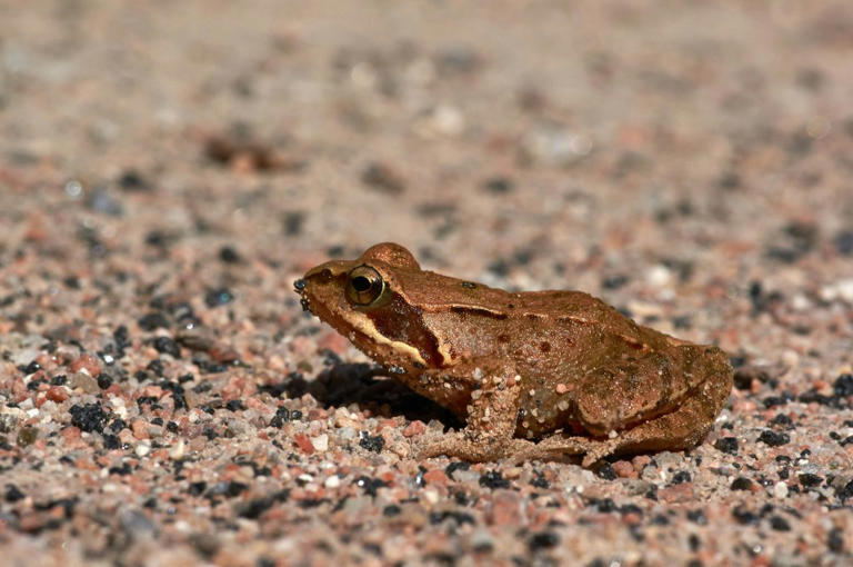 A tiny frog's dramatic squeak became one of the internet's most ...