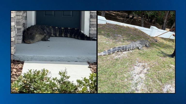 Mount Dora police handle massive alligator on front porch
