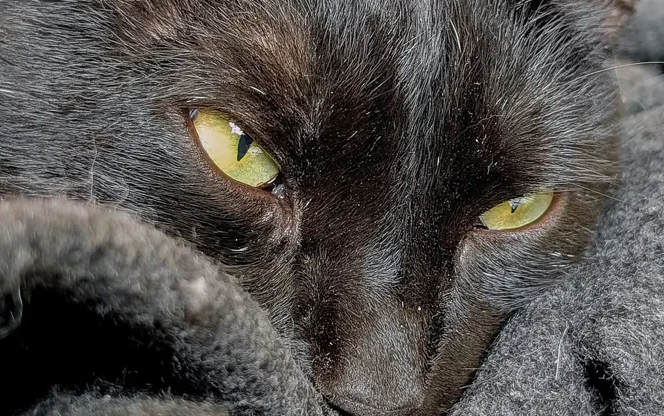 Black cat with FIV waits 7 months for adoption