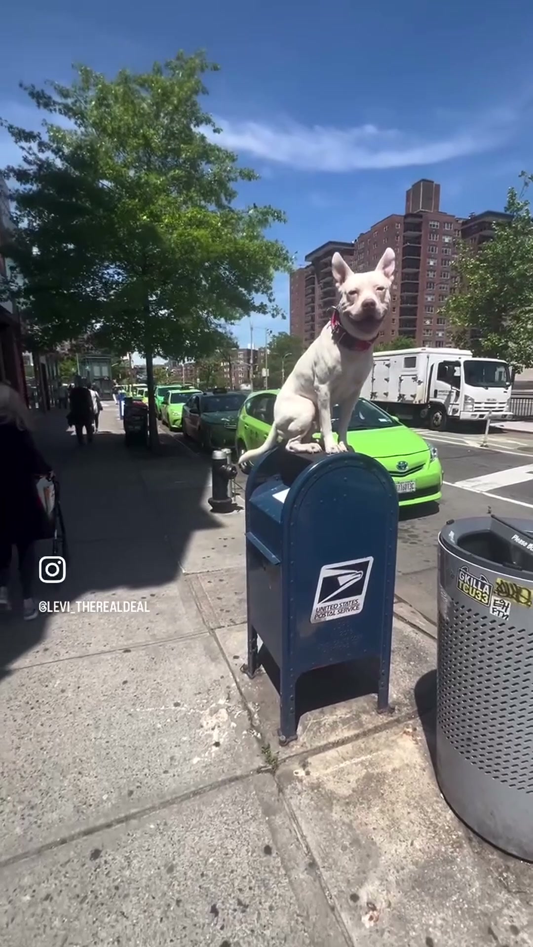 Talented dog performs an impressive stunt on a mailbox in New York City