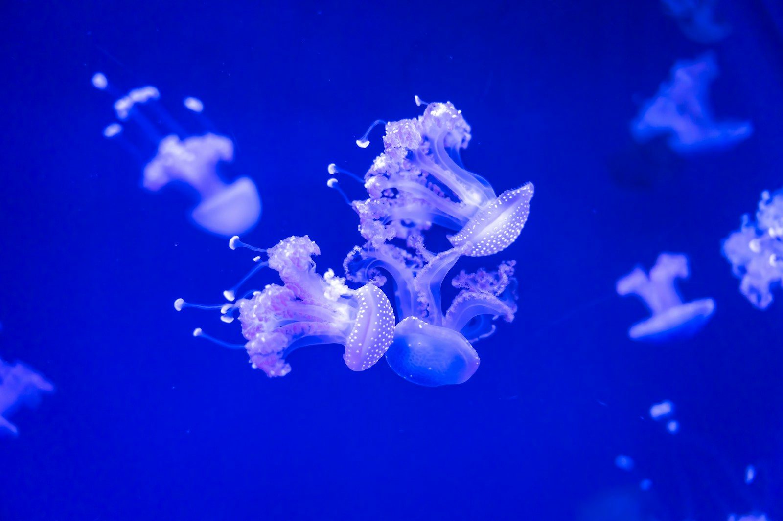 7 animal facts that sound fake (but are completely true)