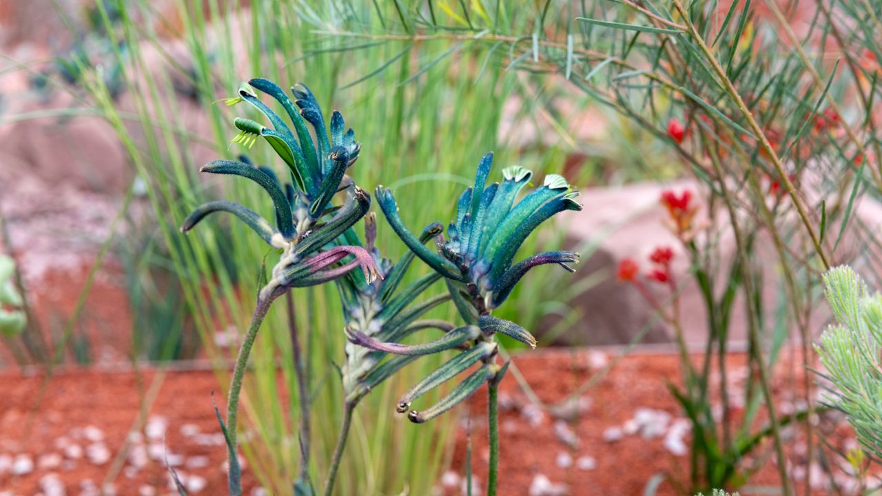I found the rarest blue plant at the RHS Chelsea Flower Show: It’s ...