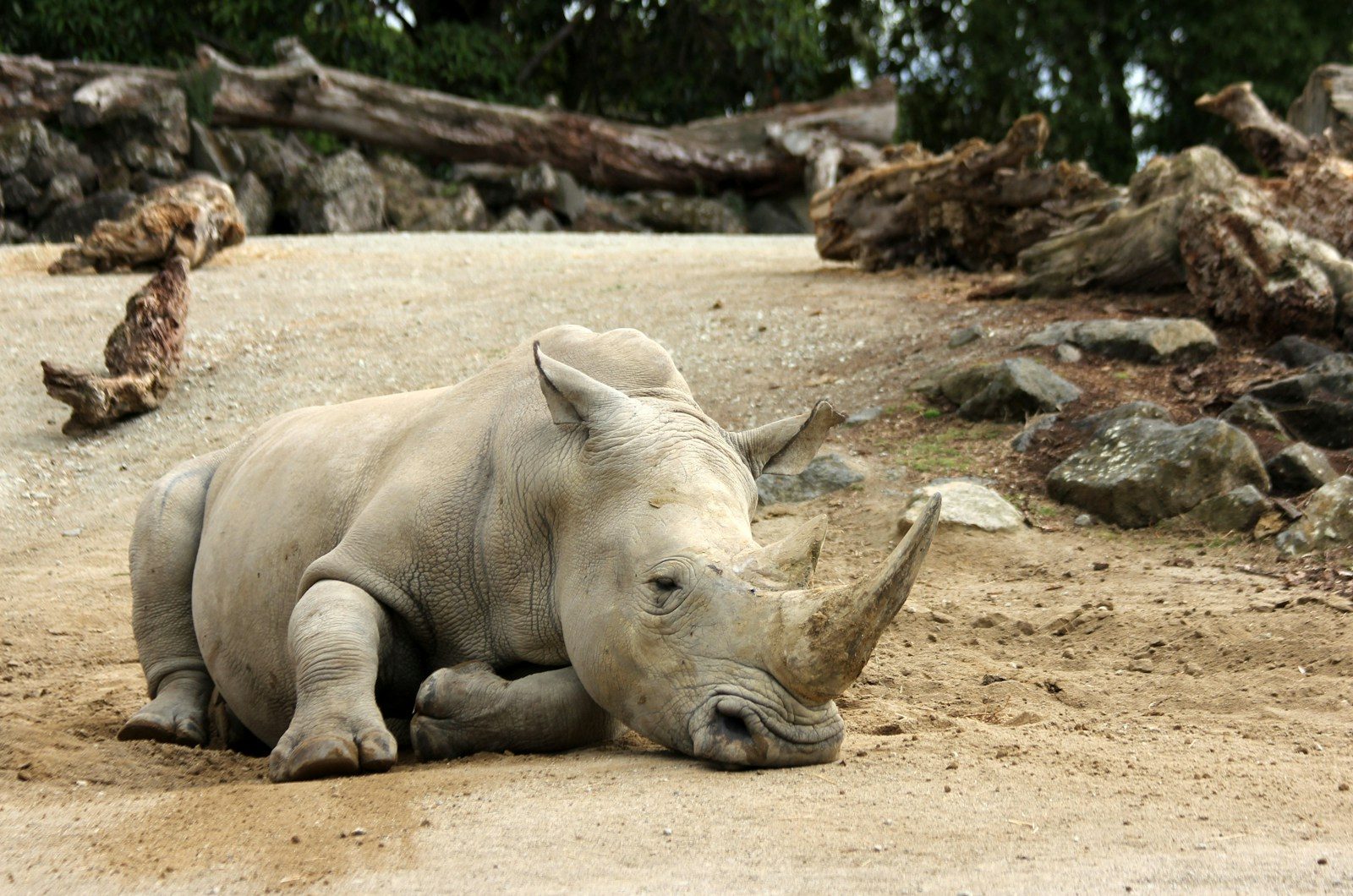 Extinction rates are slowing, not accelerating, new study suggests
