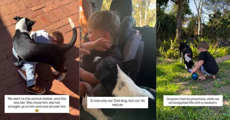 Rescue dog chose little boy on day 1, still sneaks into his bed for cuddles