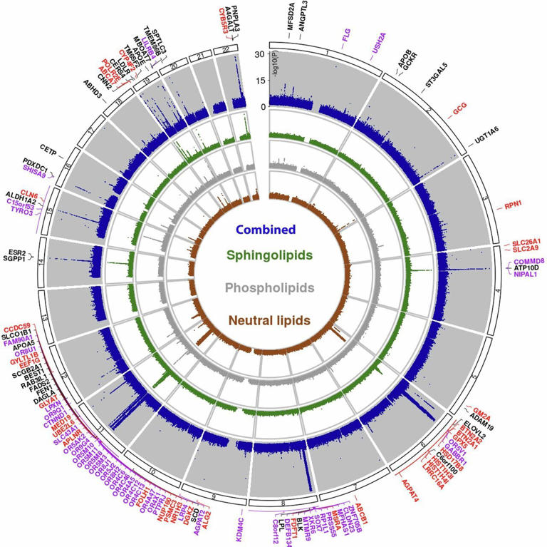 Researchers map genetics of blood lipids with unprecedented precision