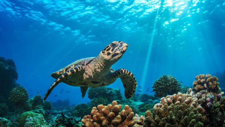 A 15-year-old boy built a robotic sea turtle that picks up on ...