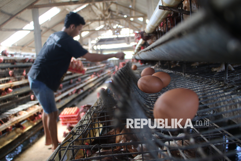 harganya-anjlok-amran-perintahkan-mbg-serap-telur-dari-peternak-lokal