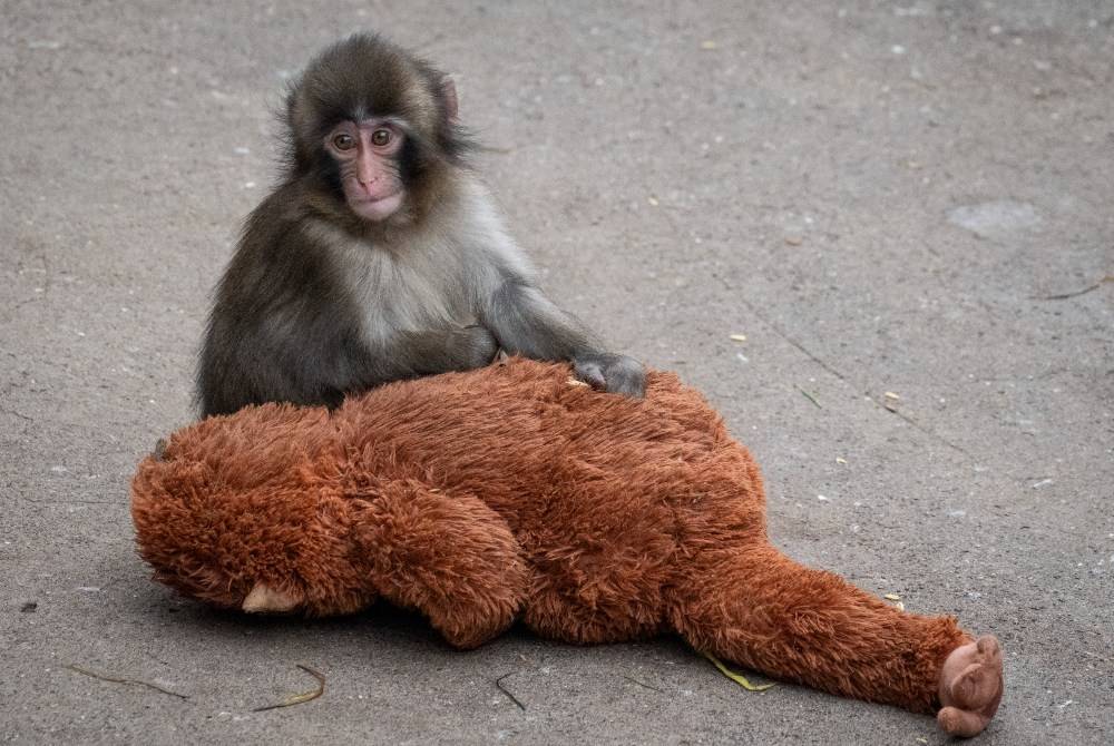Japanese zoo may ban photography near viral monkey Punch's enclosure