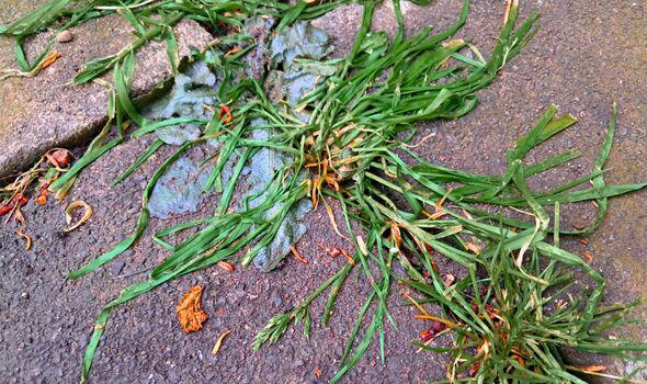 I stop weeds growing on patios in 5 minutes with everyday kitchen item ...