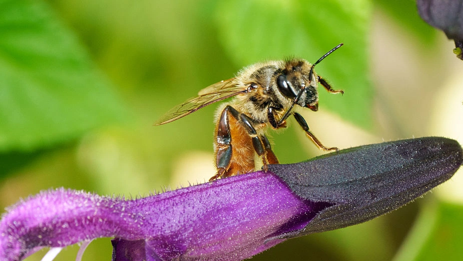 World Bee Day 2026 highlights urgent need for pollinator protection