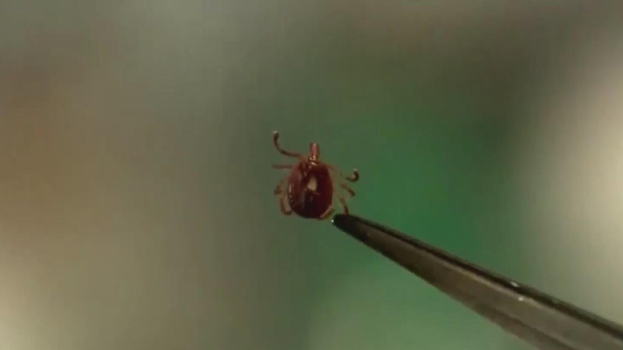 It's shaping up to be a bad tick season, experts warn