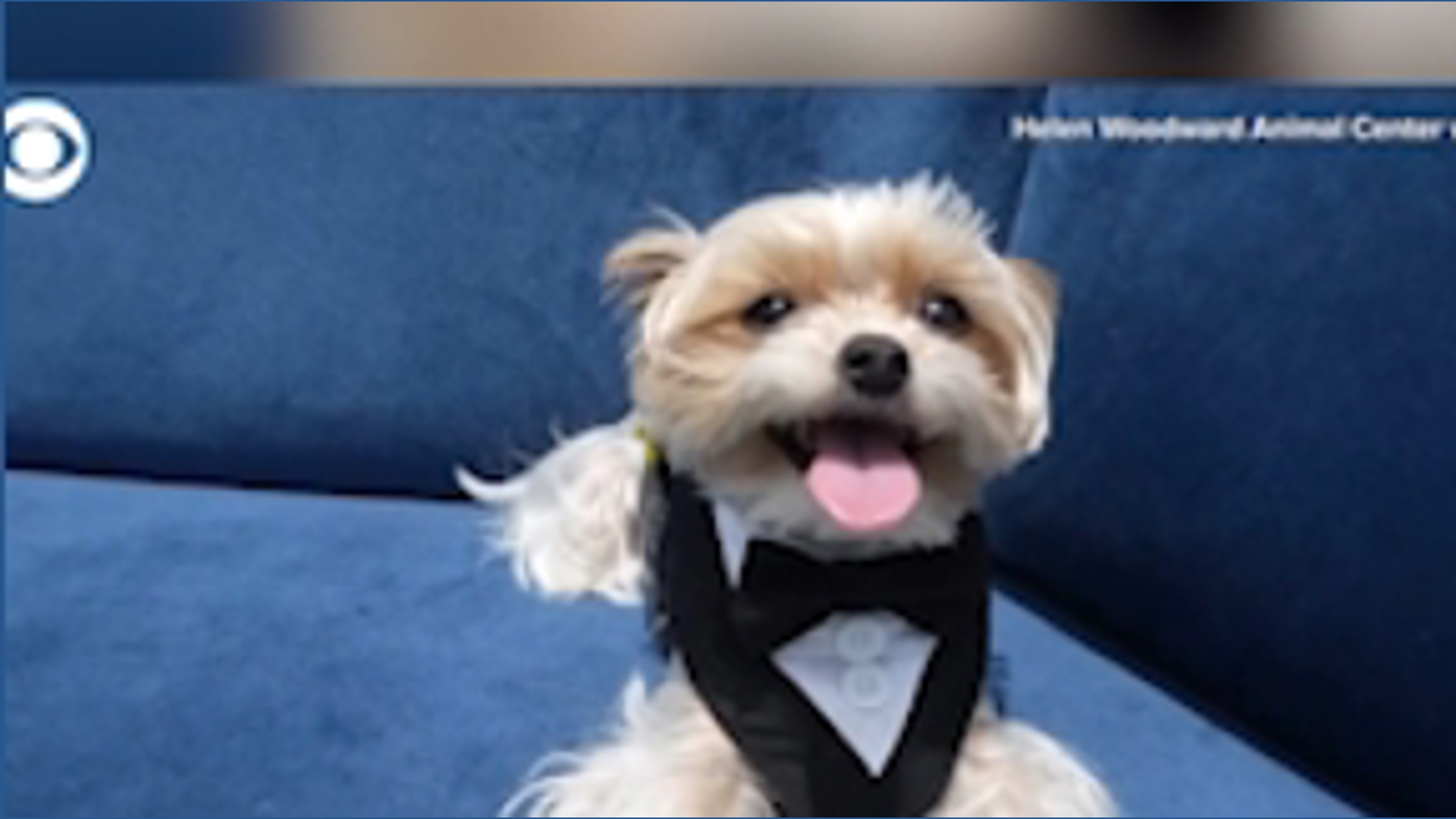 Puppy prom crowns king and queen in San Diego
