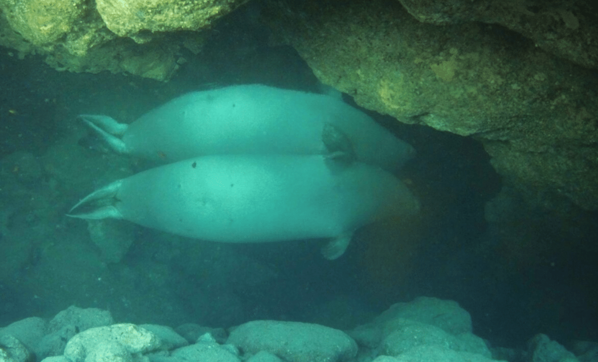 scientists-discover-rare-seals-using-unexpected-underwater-sanctuaries