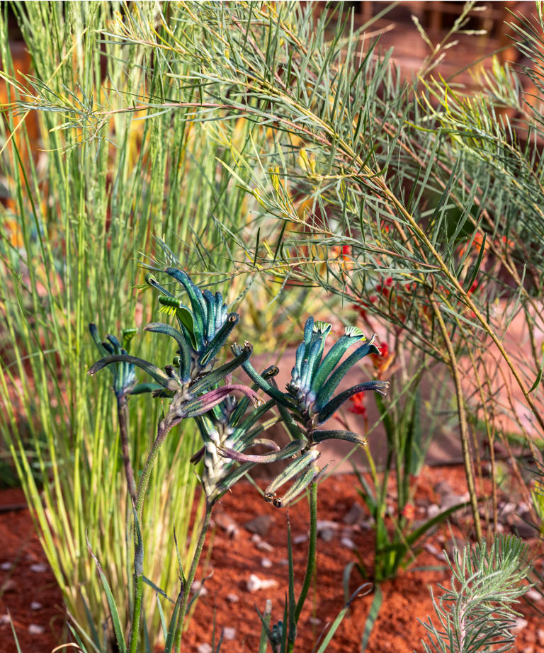 I found the rarest blue plant at the RHS Chelsea Flower Show: It’s ...