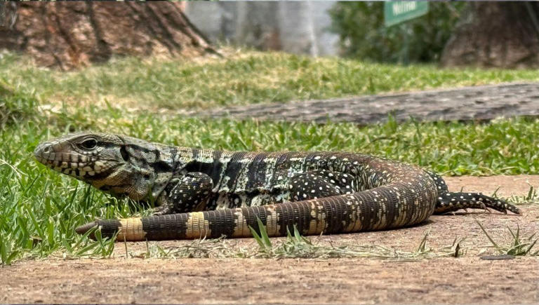 He heard a splash in his pool — then saw one of the world’s largest lizards