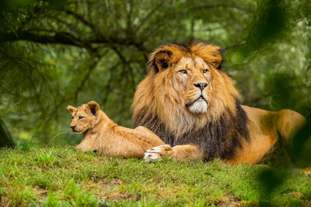 Africa’s calm-looking animals that hide incredible power