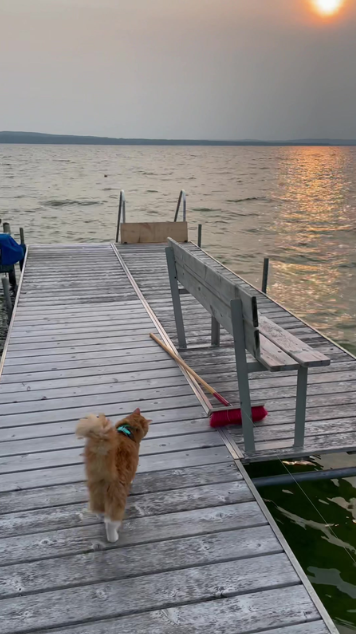 Ready for summer with my adventure cat
