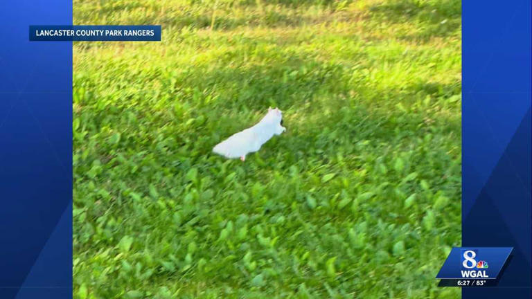 A Lancaster County park ranger recorded a video of a white squirrel ...