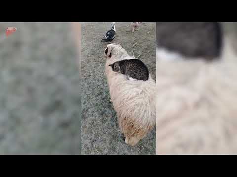 Cat takes unusual ride on bighorn sheep's back